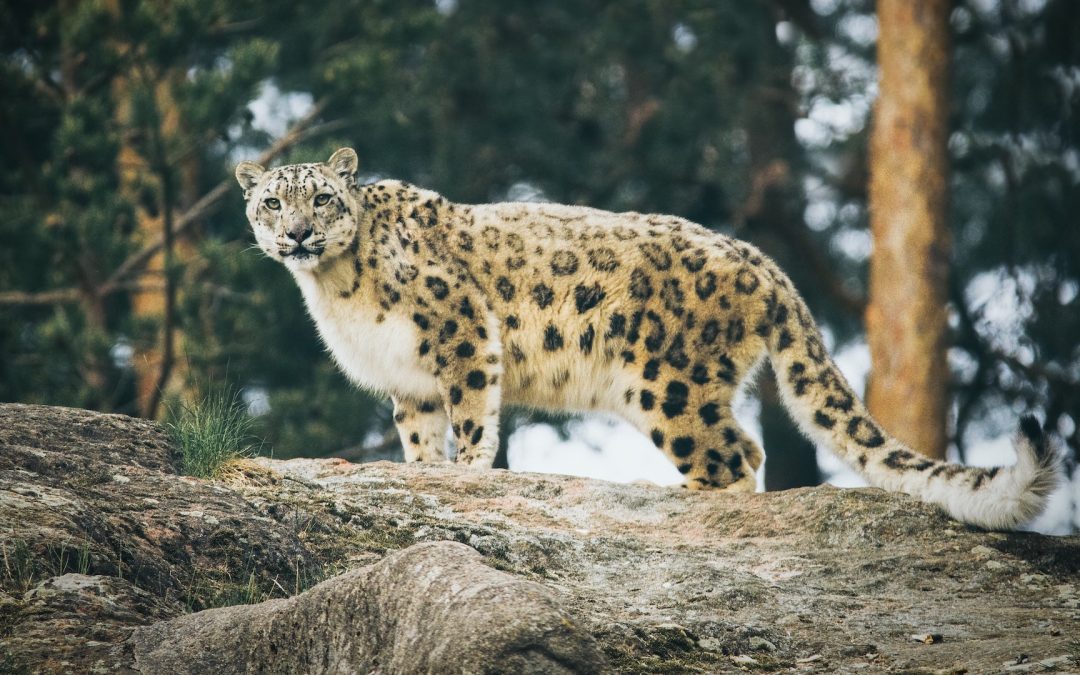 Snow Leopard DNA linked to a colour response on paper