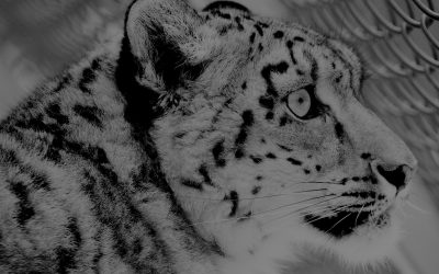 Global Snow Leopard and Ecosystem Protection Program Steering Committee Meeting